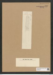 Diatomeae indet. Zeichnungen Sammlung Grunow Nr. 5947 (NHMW-BOT-W0374418)